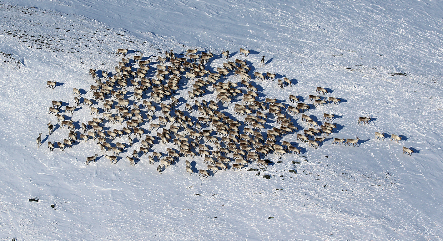 Flokken på 348 dyr som ble fotografert i Sverjesjøhøa. 